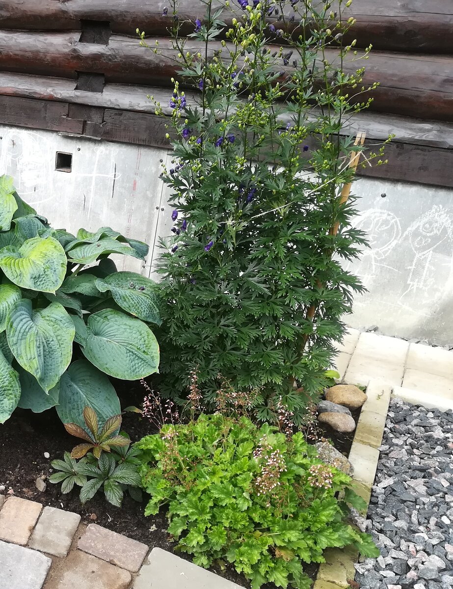 Молодая деленка