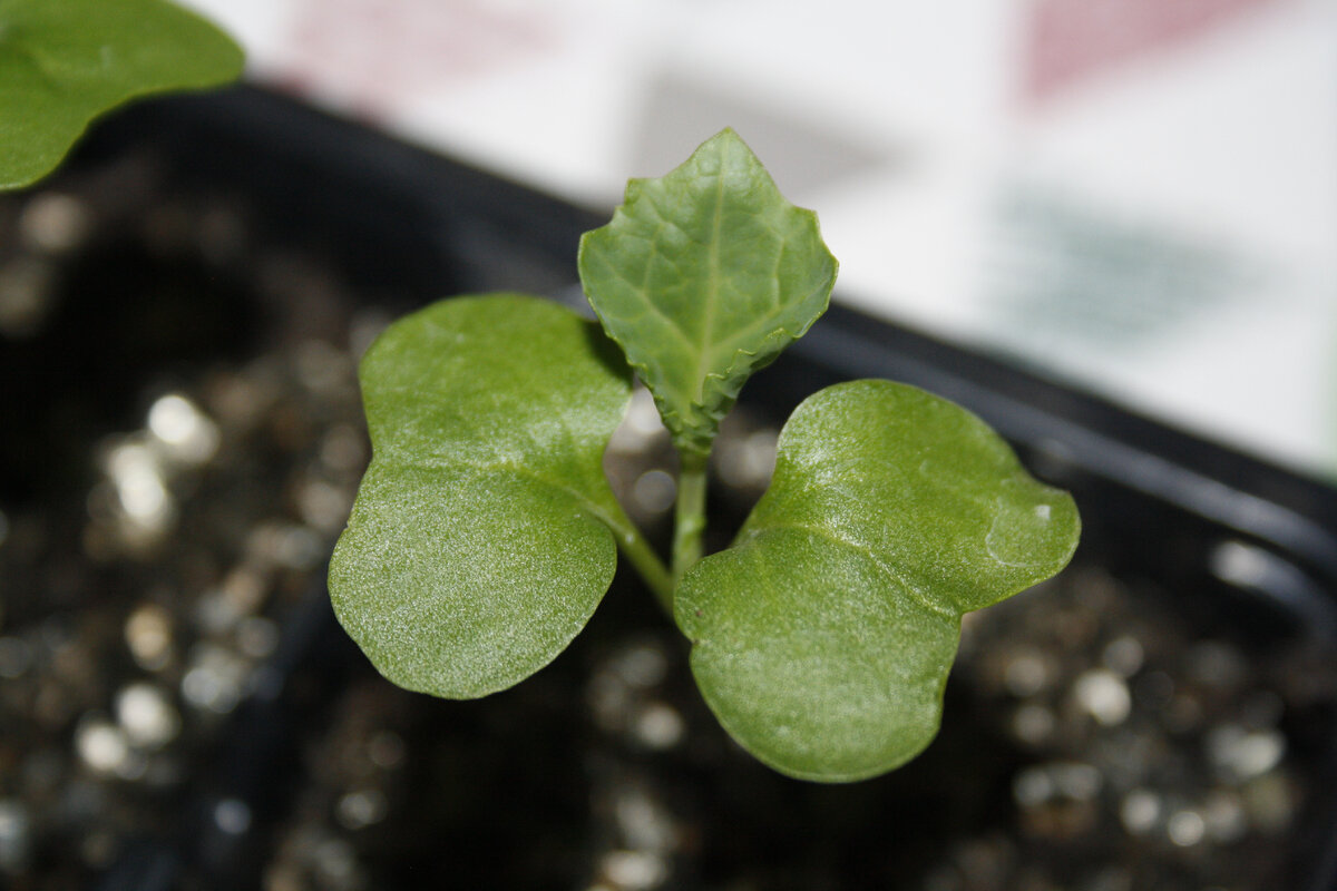 Вот такие крепкие всходы капусты у меня появились  