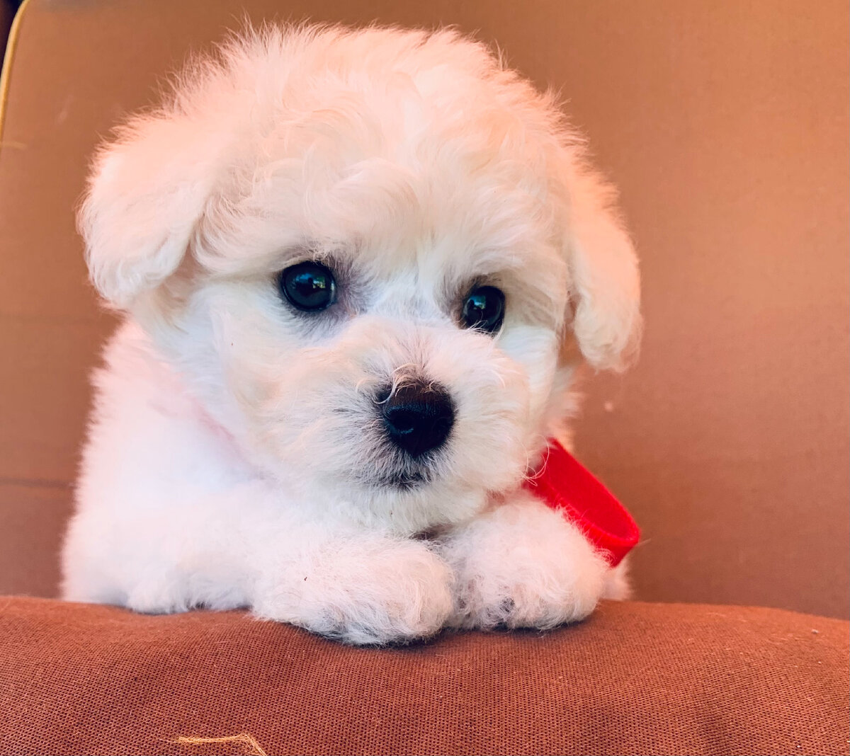 Щенок Бишон Фризе | Питомник «Hovline» 