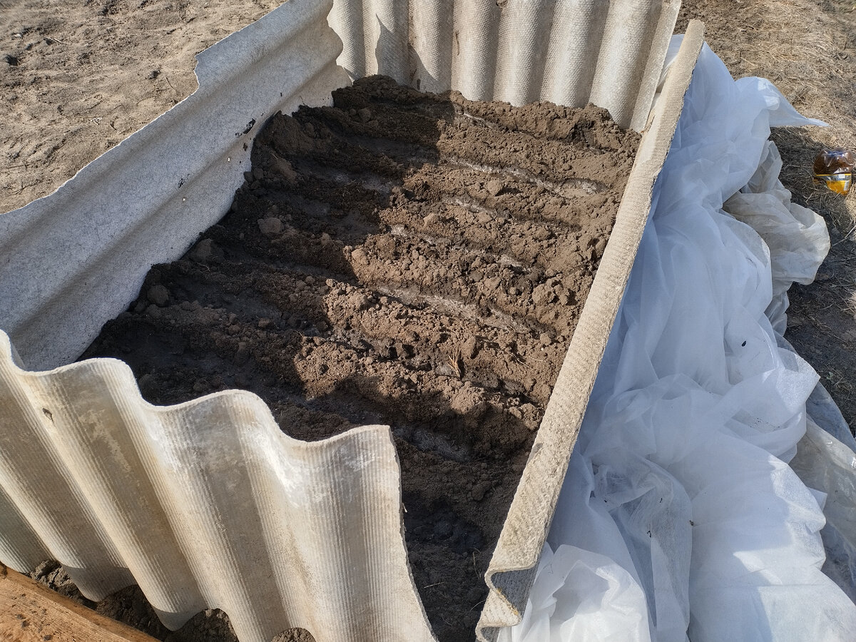 А в парнике всего 9 рядков поместилось...