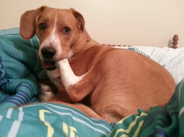 Вылизывание/расчесы на любом участке тела также сигнализируют о болевых ощущениях.