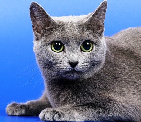 Кошки породы русская голубая бывают среднего или крупного размера. Имеют изящное тело и длинные, стройные ноги. Эта кошка настолько грациозна, что кажется, будто она передвигается на цыпочках. Голова имеет клинообразную форму с выдающейся зоной бакенбард и крупные уши. Яркие зеленые глаза широко посажены и имеют миндалевидную форму. По текстуре шерсть русской голубой непохожа на шерсть кошек других пород, и это основная отличительная особенность породы. Шерстка у этих животных — двойная, с густым подшерстком, короткая и приятная на ощупь. Несмотря на название породы, иногда среди русских голубых кошек встречаются особи с черным и белым окрасом. У типичных же представителей окрас равномерно голубой, с серебристым отливом.