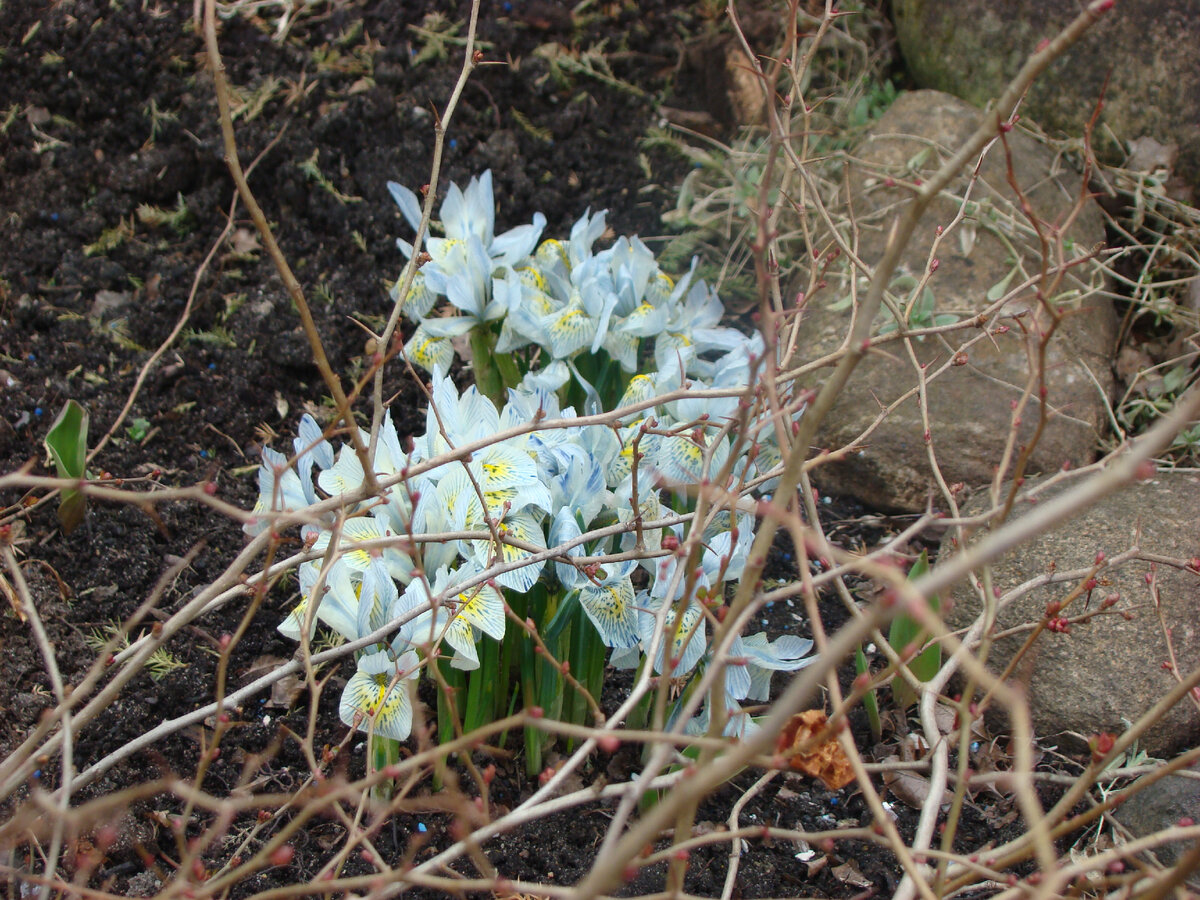Катарина Ходжкин (?)