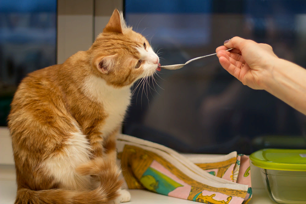 можно ли давать кошке детское питание