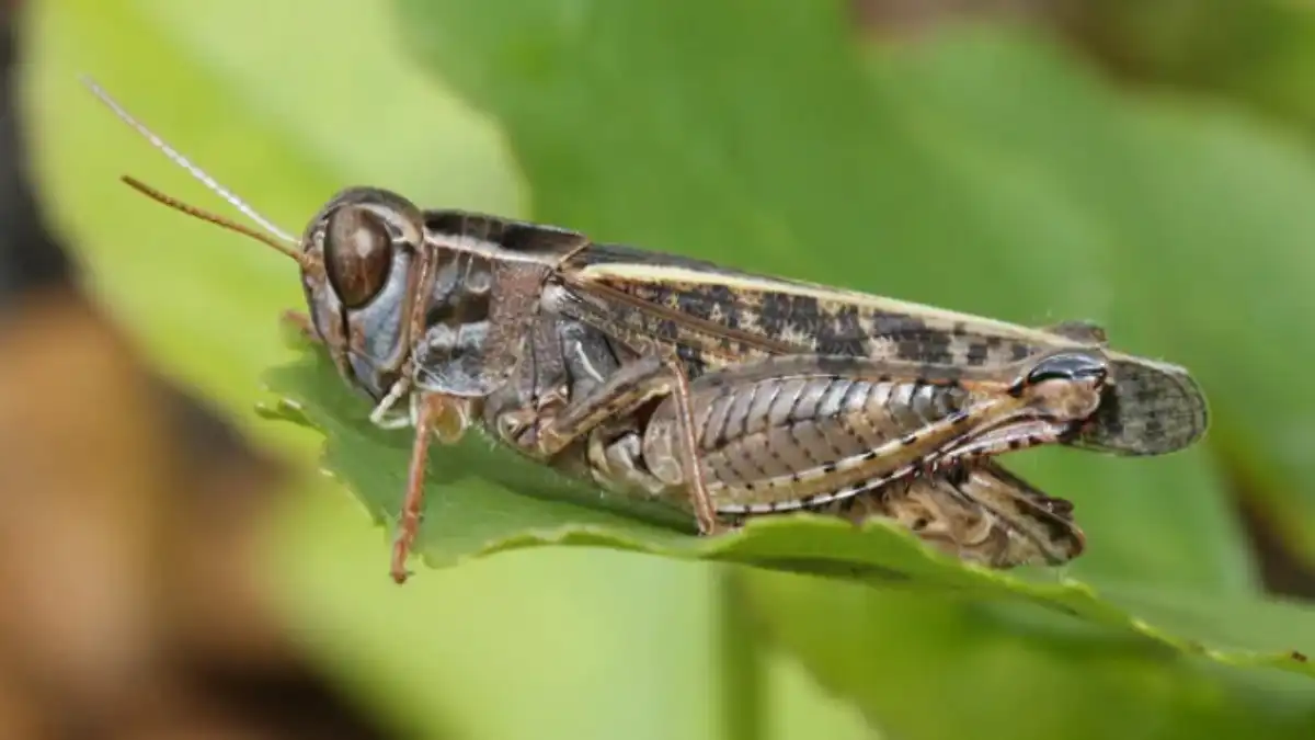 Фото:www.bio-foto.com