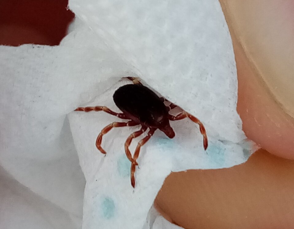 Клещ Ixodes ricinus, пойманный в Крыму. Фотография автора