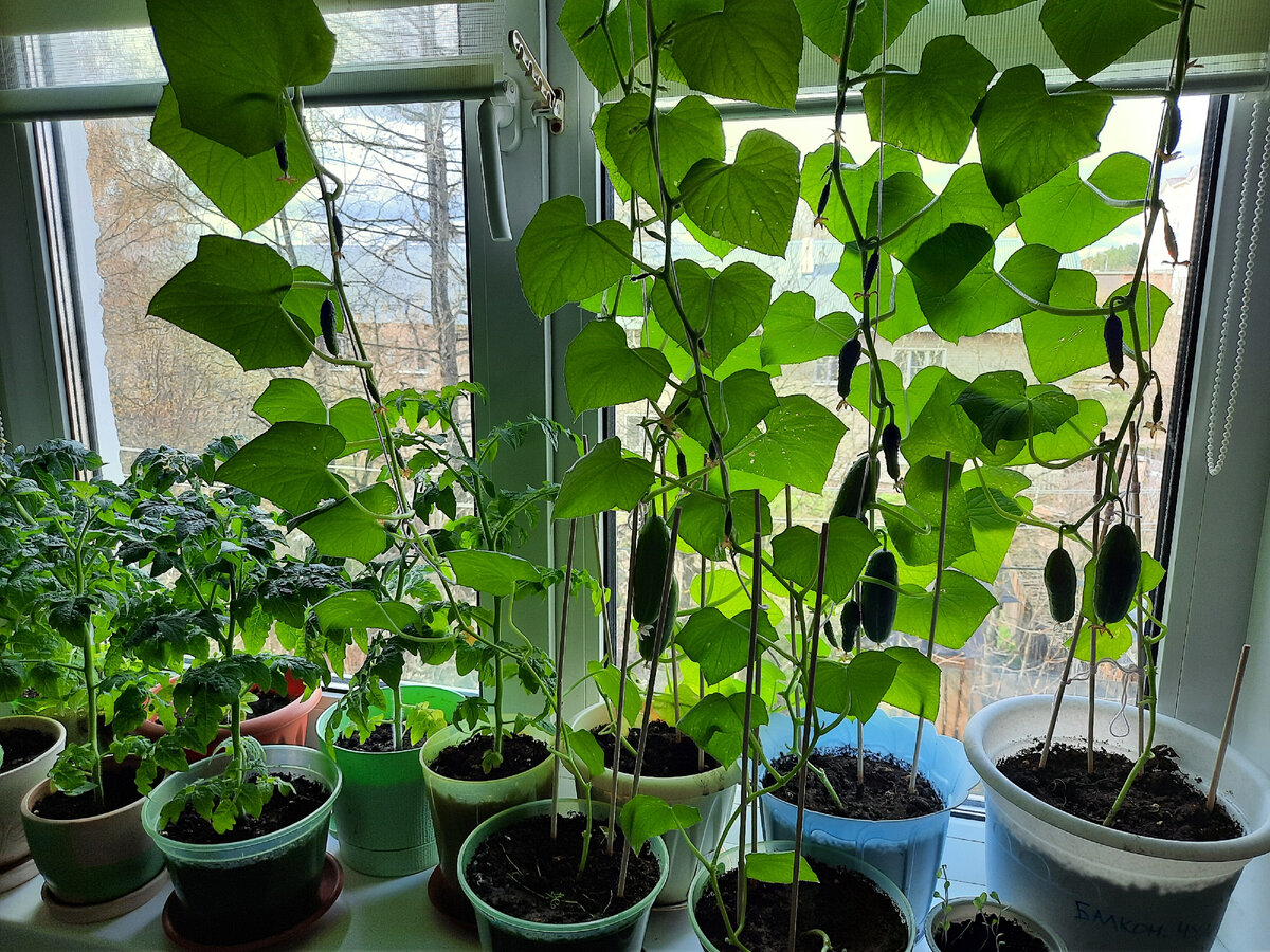 А это сам "огород "#огород на подоконнике #огурцы на подоконнике #помидоры на подоконнике 