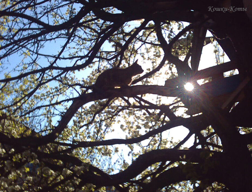 Как кот построил себе гнездо | Коты и деревья | Стихи о котах и кошках | Эпизоды из жизни городских котов
