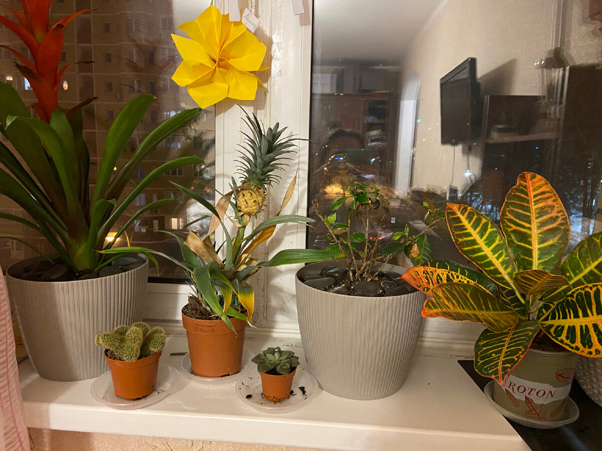 Остались только кротон, кактус и суккулент. Гардения борется за жизнь. 