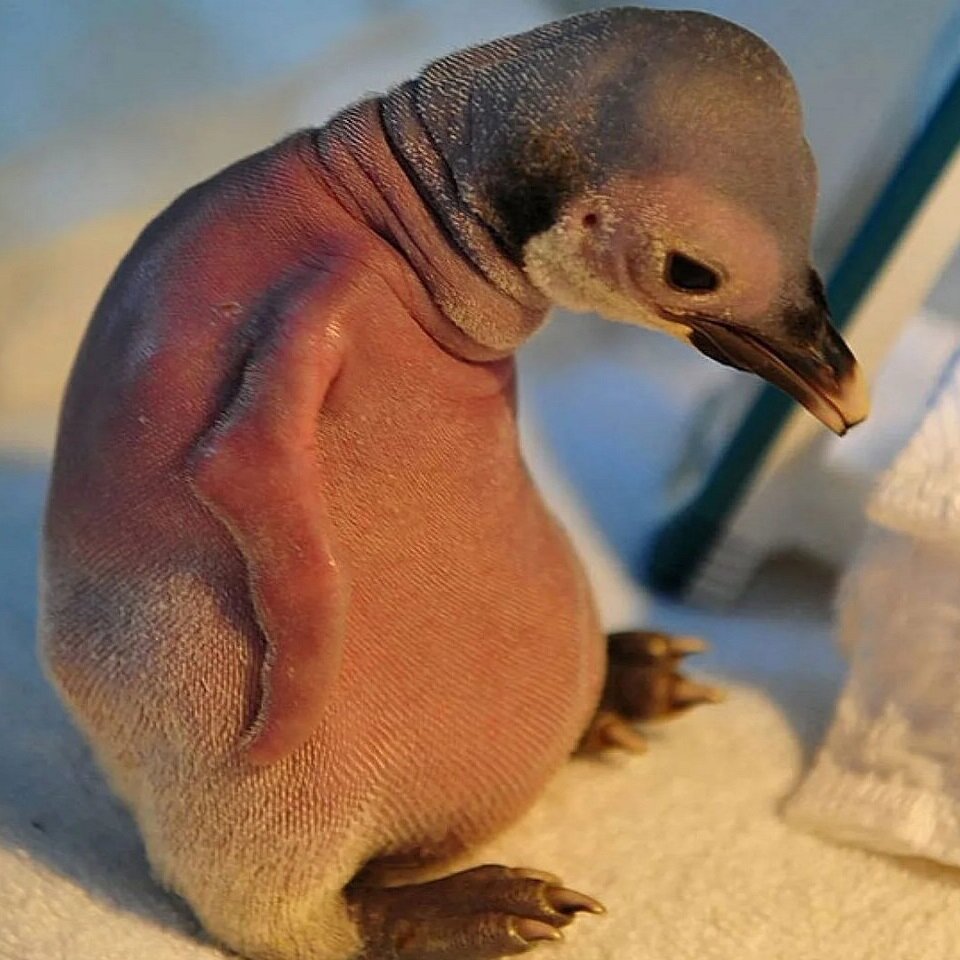 Лысый пингвинчик выглядит очень грустным