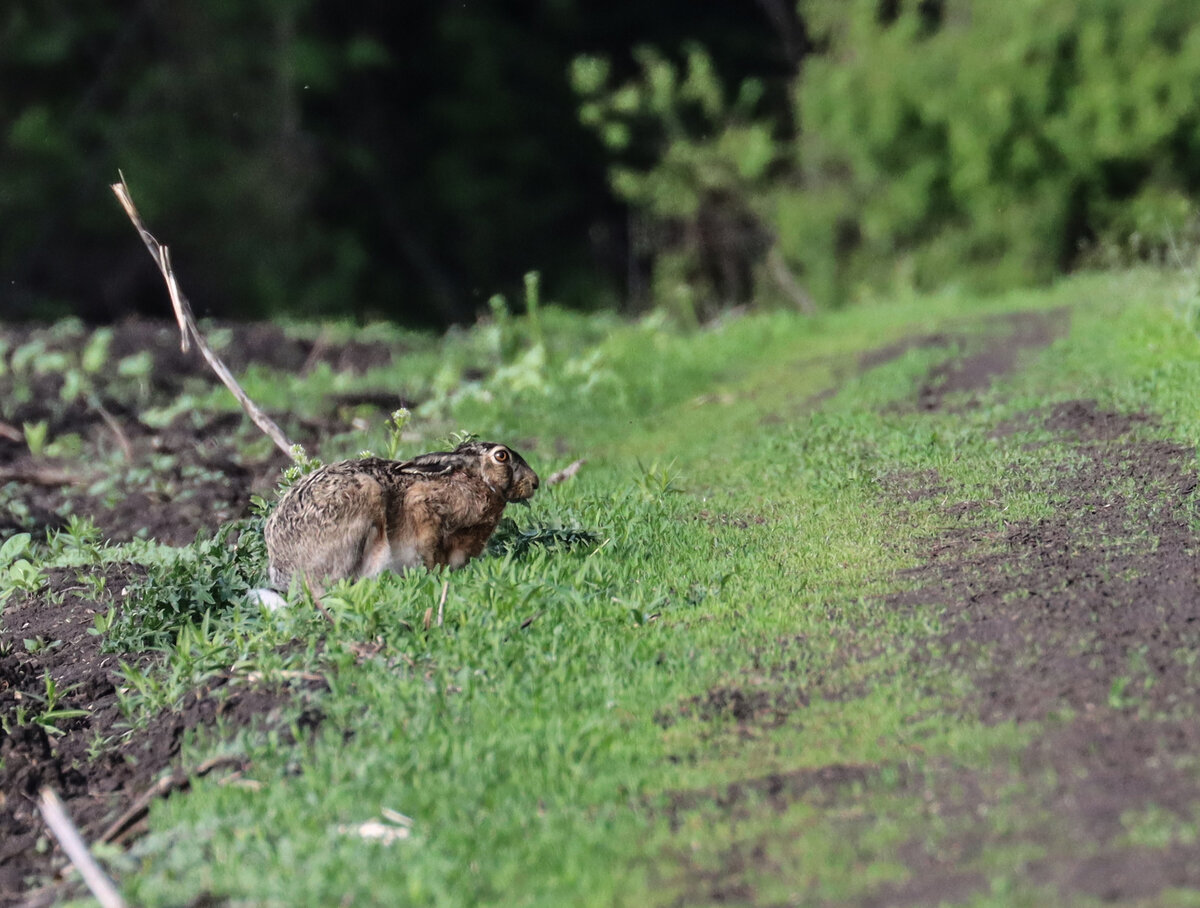 Уши прижал, а глазами на нас смотрит))