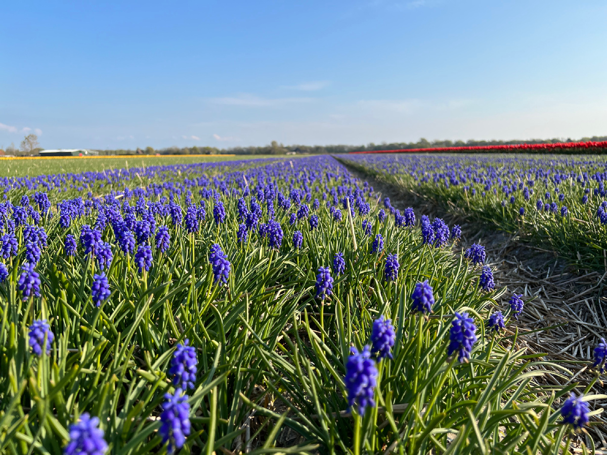 Поля цветов в апреле