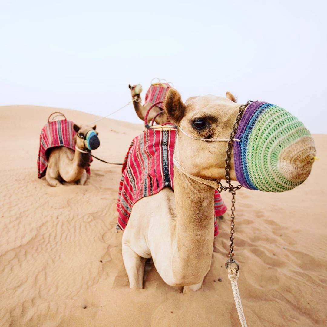 Верблюд арабские эмираты. Дубай сафари верблюд. Desert Safari Dubai. Дубай Верблюды. Дубай пустыня Верблюды.