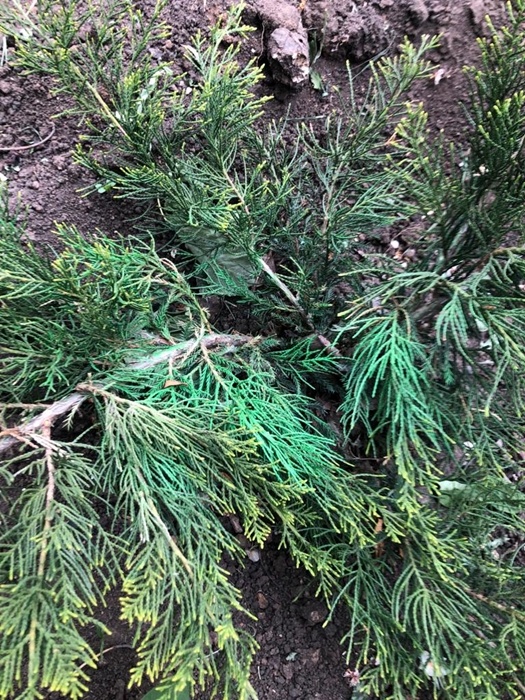 Фото: предоставлено Андреем Ермаковым      Так выглядят можжевельники в сквере сейчас.