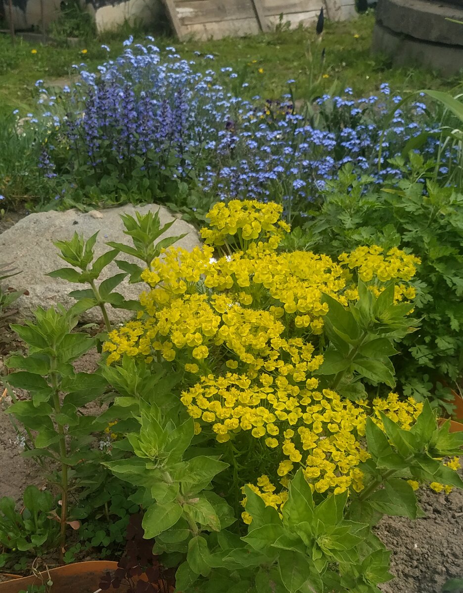 ТОП 14 неприхотливых многолетних цветов для вашего сада.
