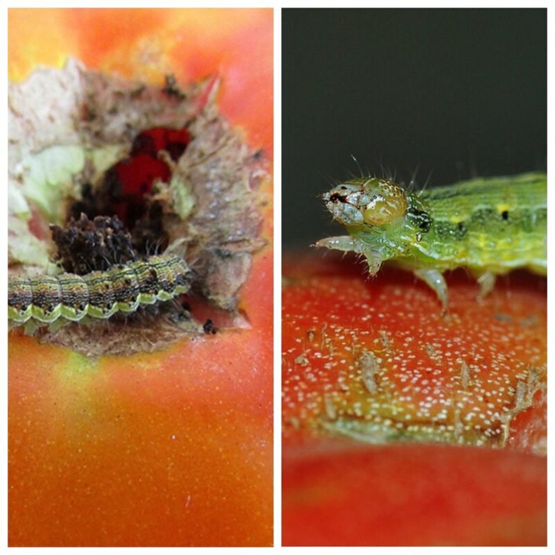 Гусеница на помидорах - методы борьбы