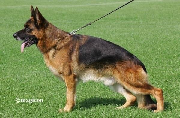 Высокое шоу 