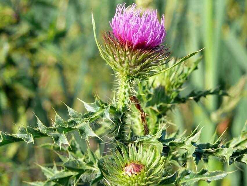 Источник : Яндекс  картинки.