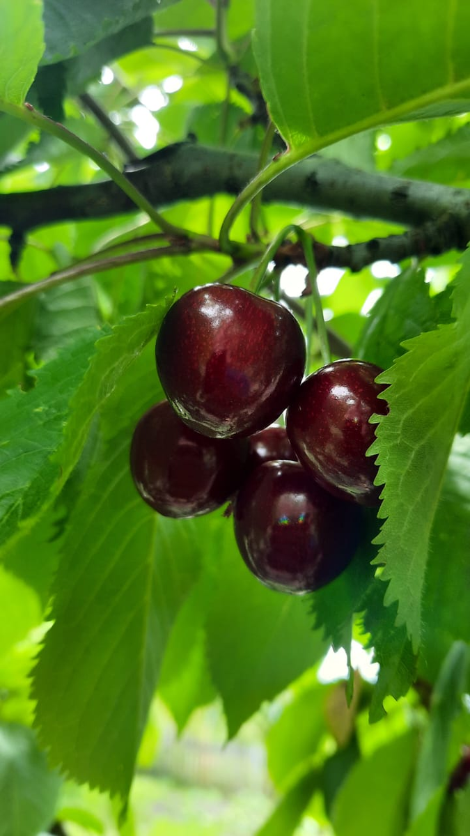 Черешня Юрий Гагарин