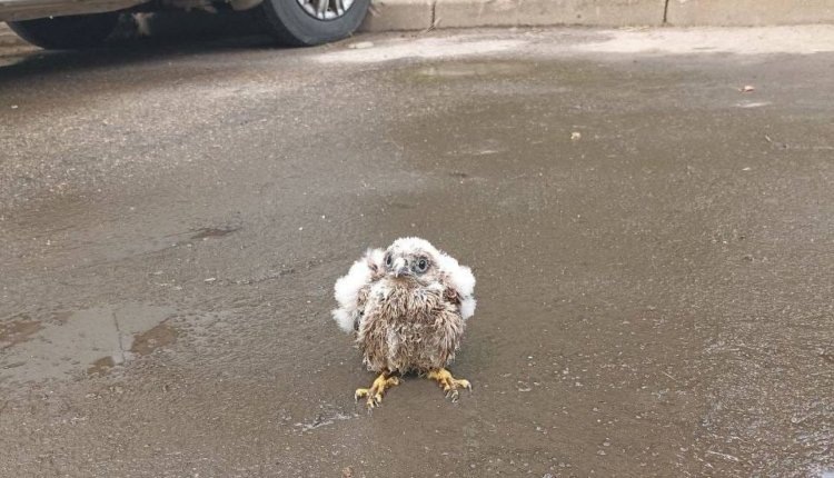 Фото: Группа во ВКонтакте "За сохранение Троицкого леса"