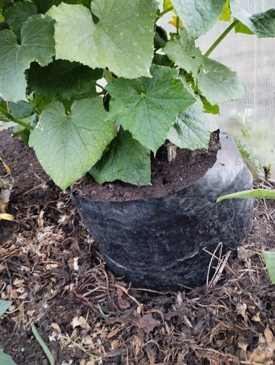 Куст огурца высаженный в пакет с землёй