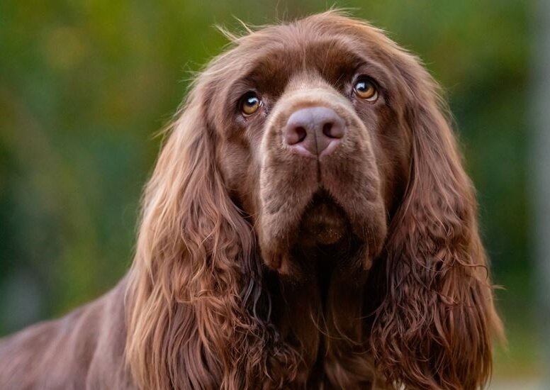 Суссекс-спаниель (Фото: https://gundog-journal.com/breeds/sussex-spaniel)