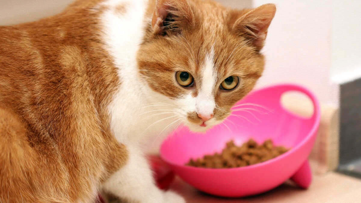 источник фото: fun-cats.ru