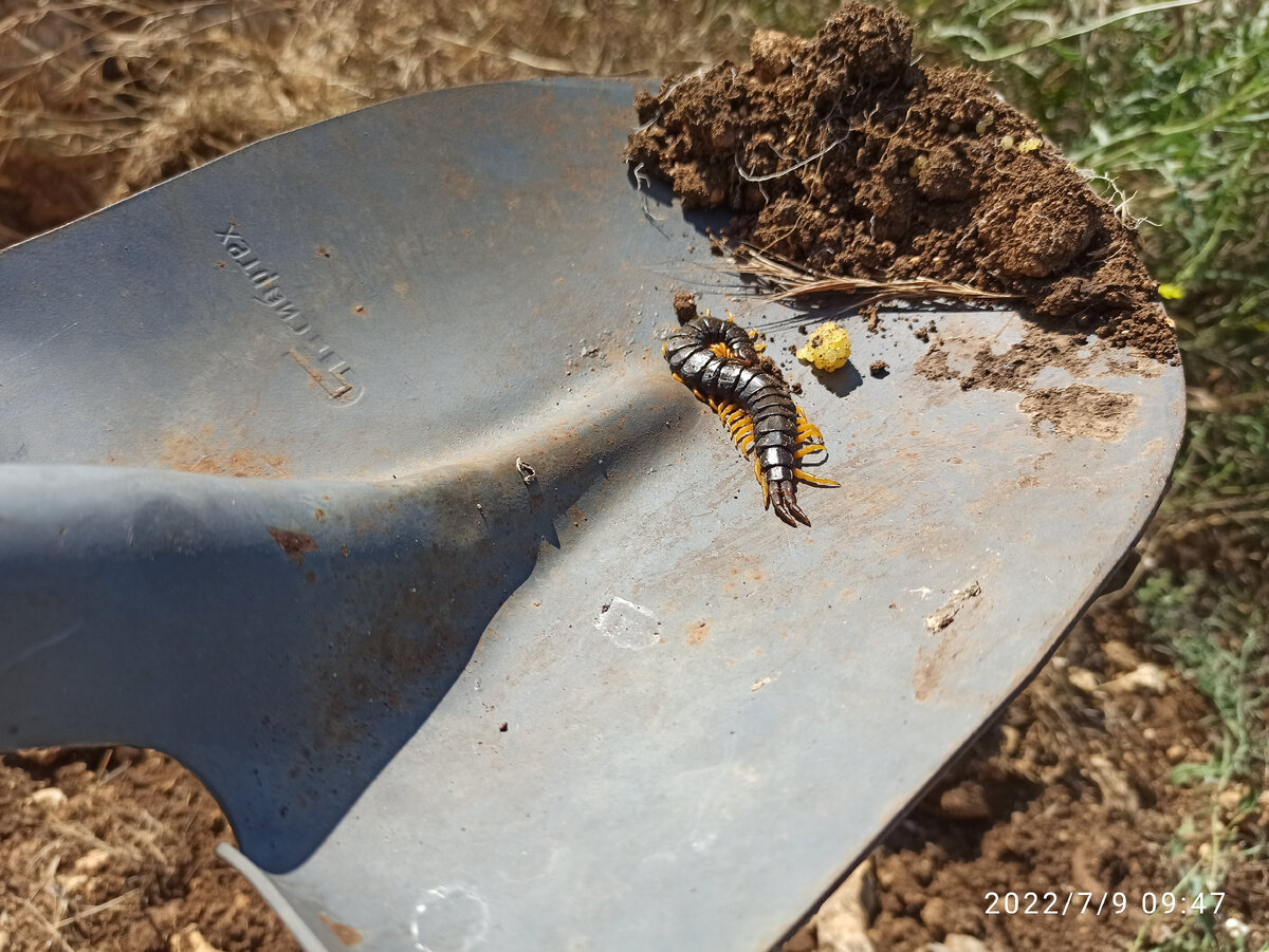 Крымская скоропендра притаилась под камушком