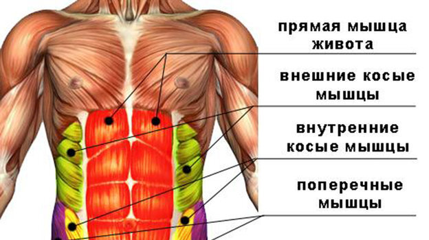     Виды мышц.