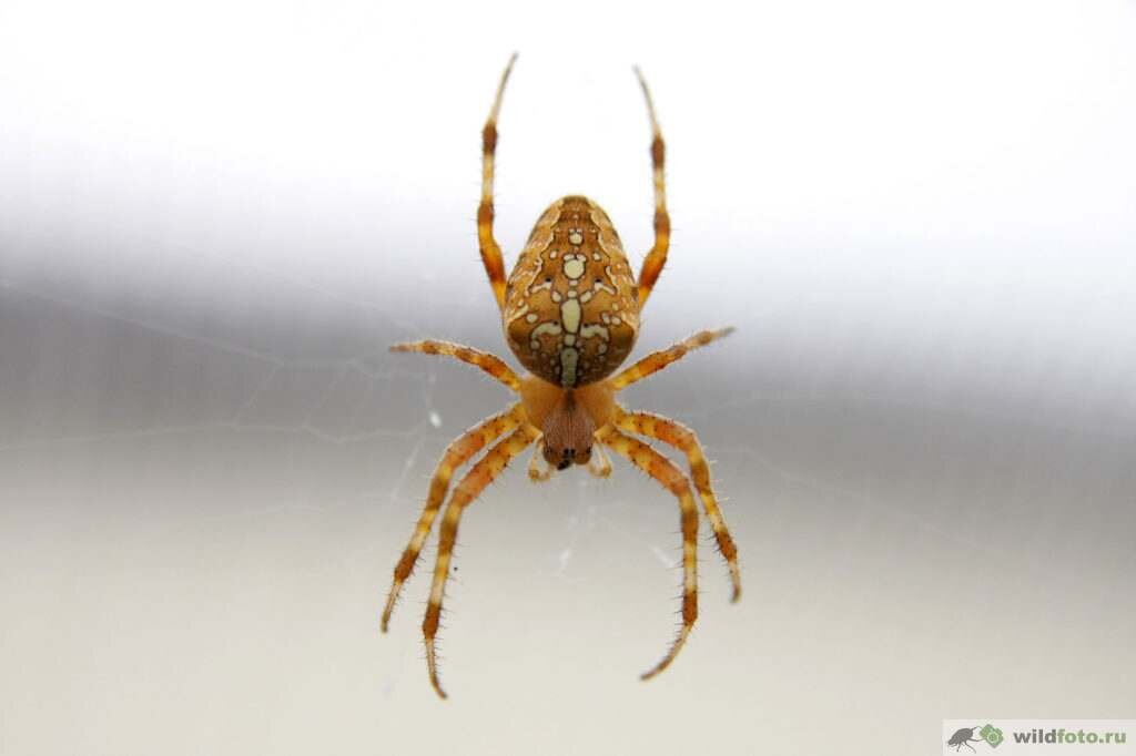 Паук-крестовик (Araneus diadematus)