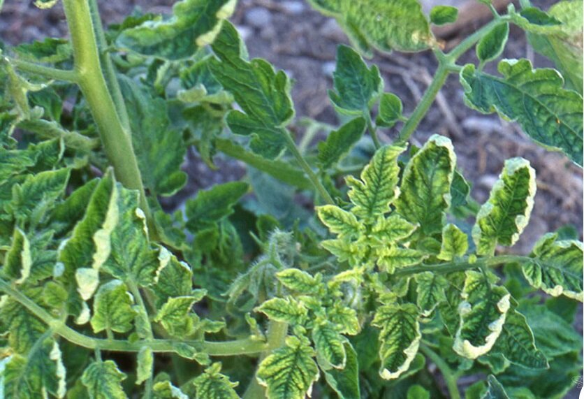 Табачная мозайка