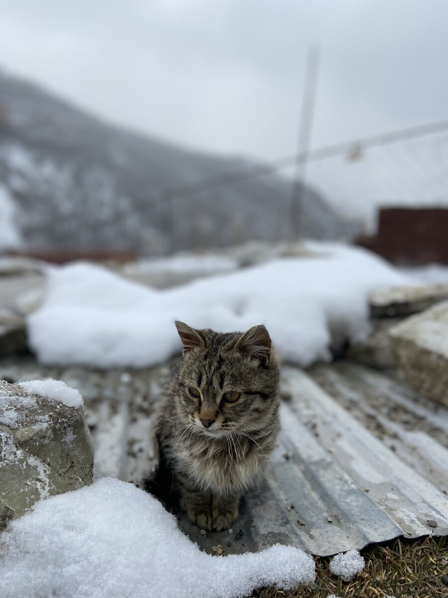 Котёночек сидел на снегу, только был совсем не похож на этого: маленький, облезлый комочек