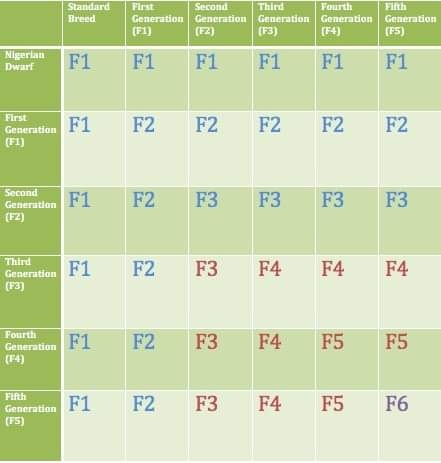 Таблица мини-пород 