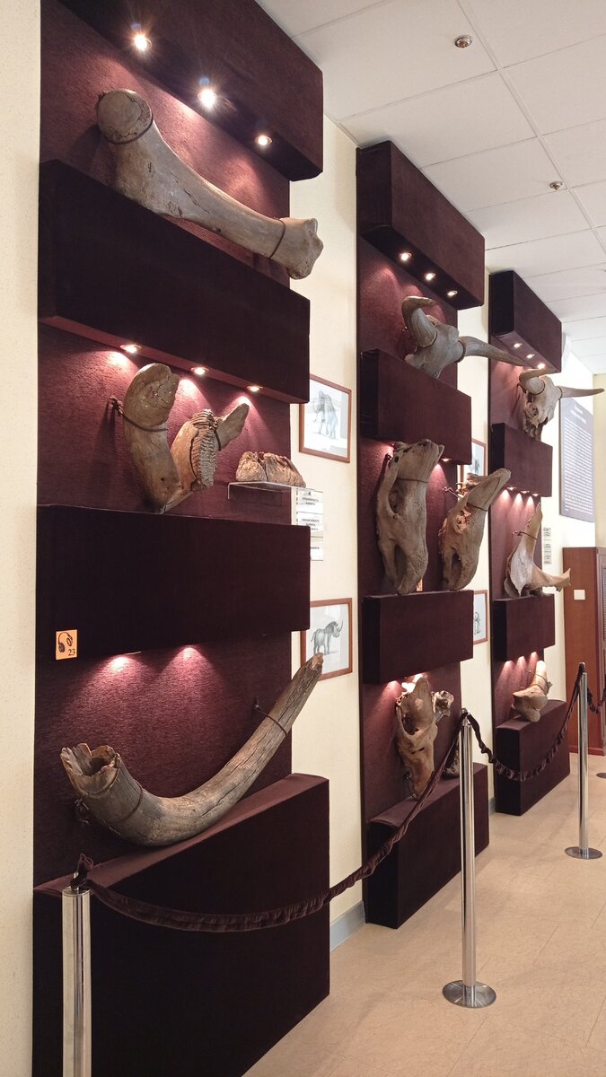 На этих стендах представлены кости мамонта, бизона, носорога
