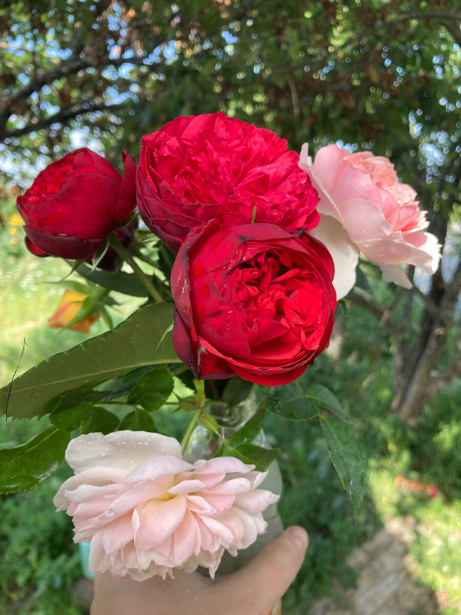 Вот он, букет!!! Желтая - Пат Остин, розовая - Вилдив, красная - Аскот (фото мое) 