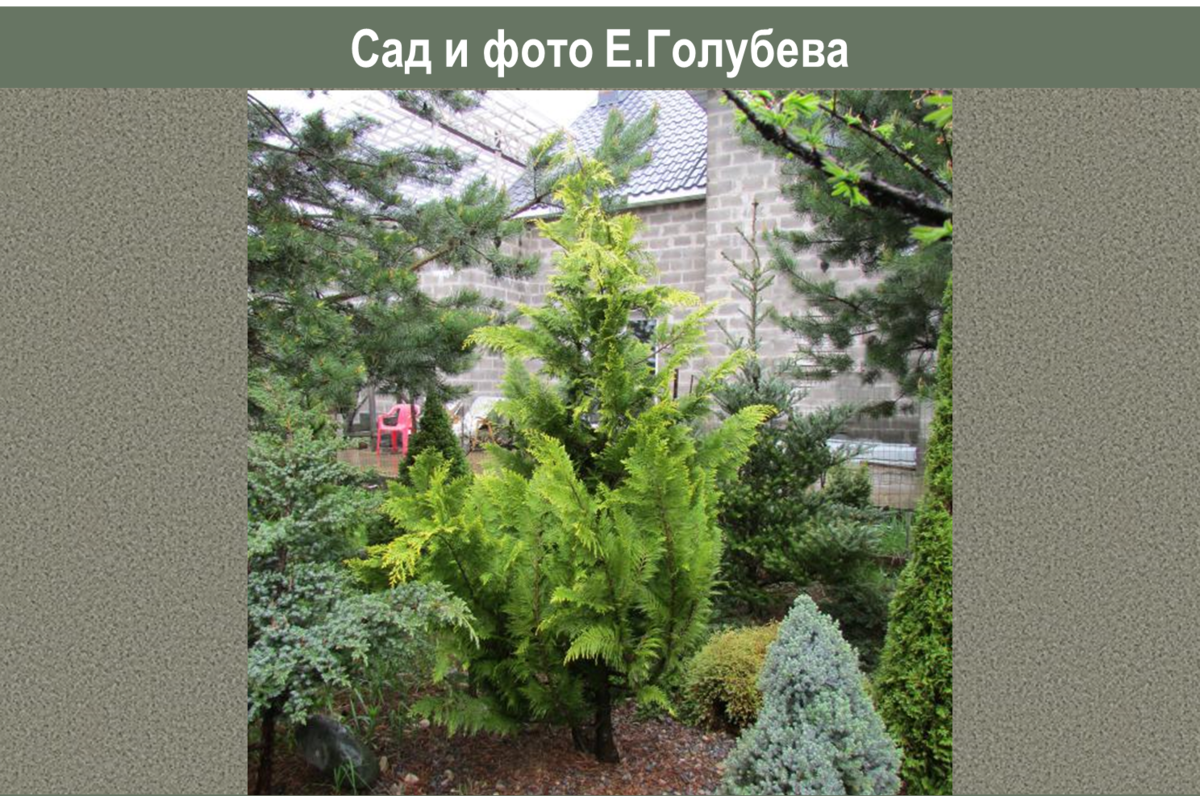 О зимостойкости хвойных: кипарисовики моего сада и не только | Сад под  Петербургом | Дзен