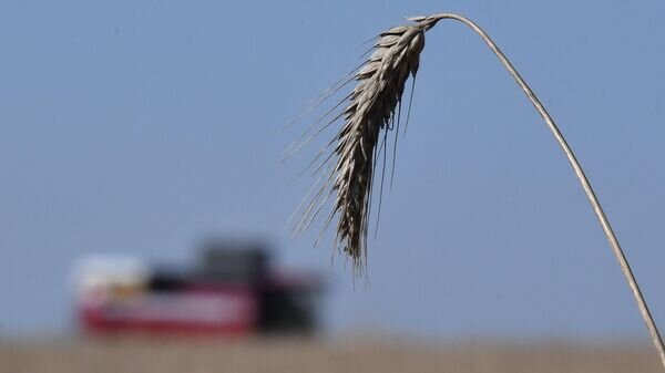   © Sputnik / Виктор Толочко