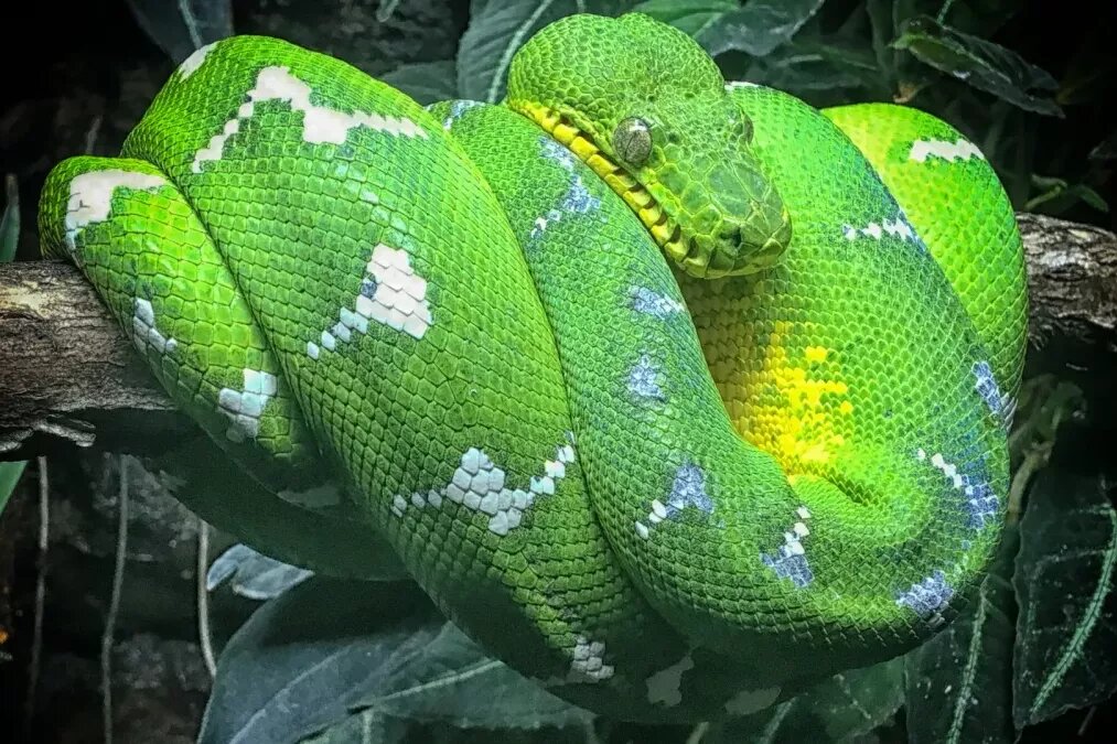     Сколько времени нужно для появления новых видов в результате эволюции