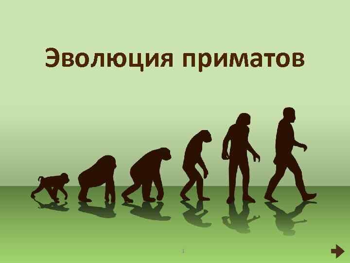 Первая теория - "древесная" гипотеза. Согласно этой первой теории, самой древнейшей, происхождение приматов представляет собой эволюционную адаптацию предков древесных млекопитающих.