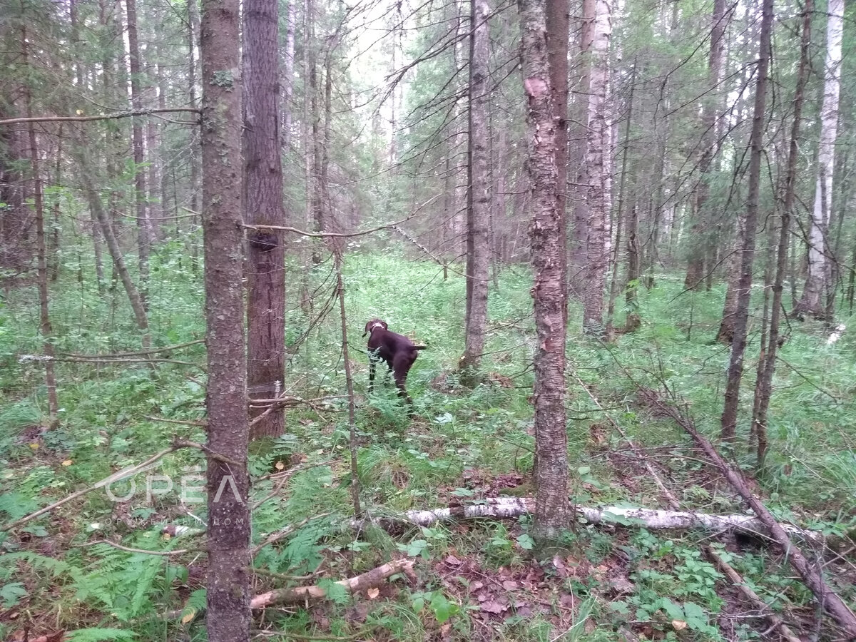 Охота в лесу с подружейными собаками