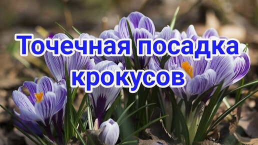 Точечная посадка крокусов