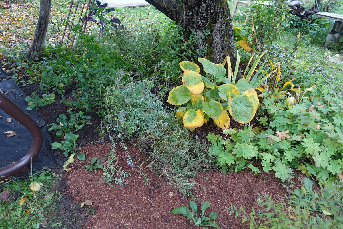 2 октября 2022 года в саду