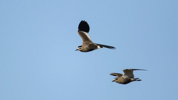   © Photo : представлено пресс-службой АСБК