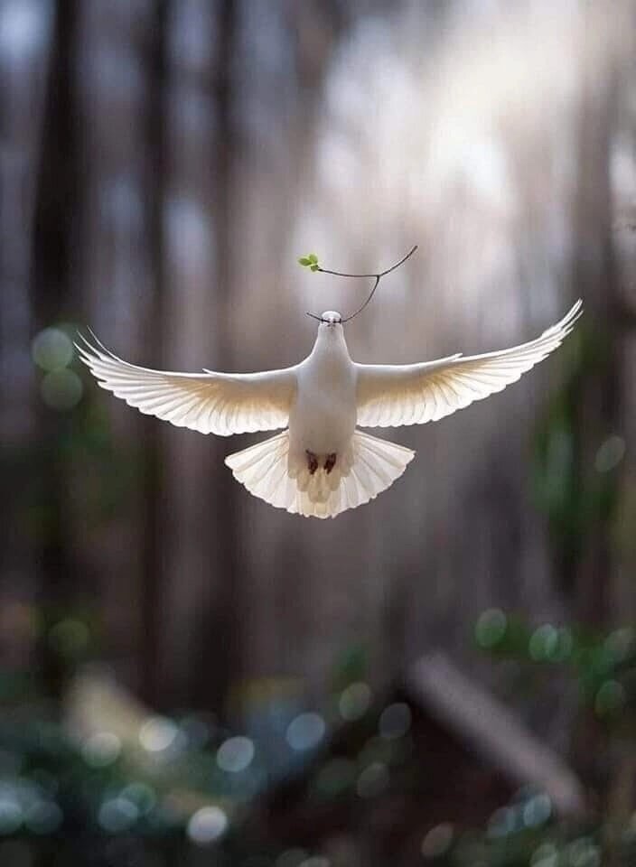 Картинка из интернета