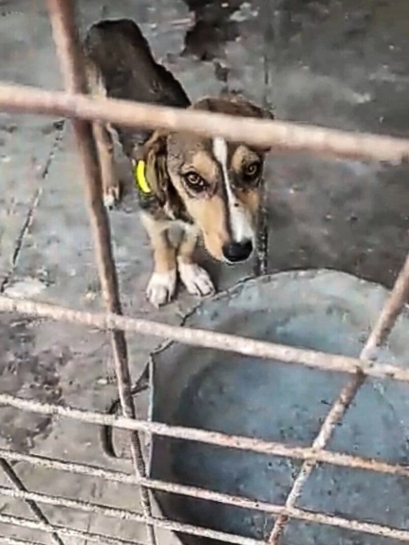 Голова на ножках. Будущий Максик