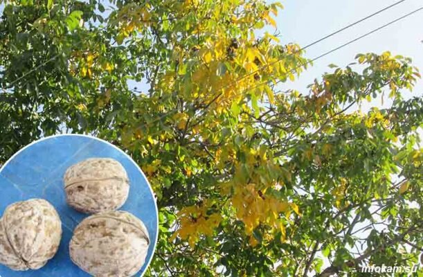    Грецкий орех на камышинской земле