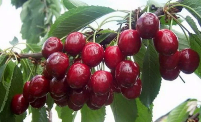 Черешня Аделина. Фото используется с сайта agronomu.com