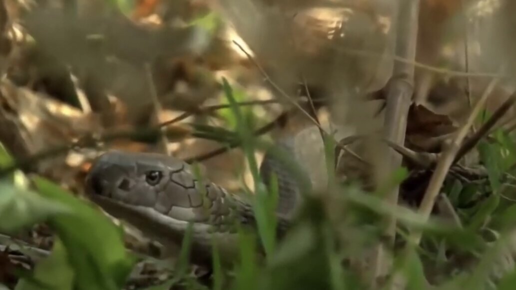 Обычно обитает в тропических лесах юго-восточной Азии