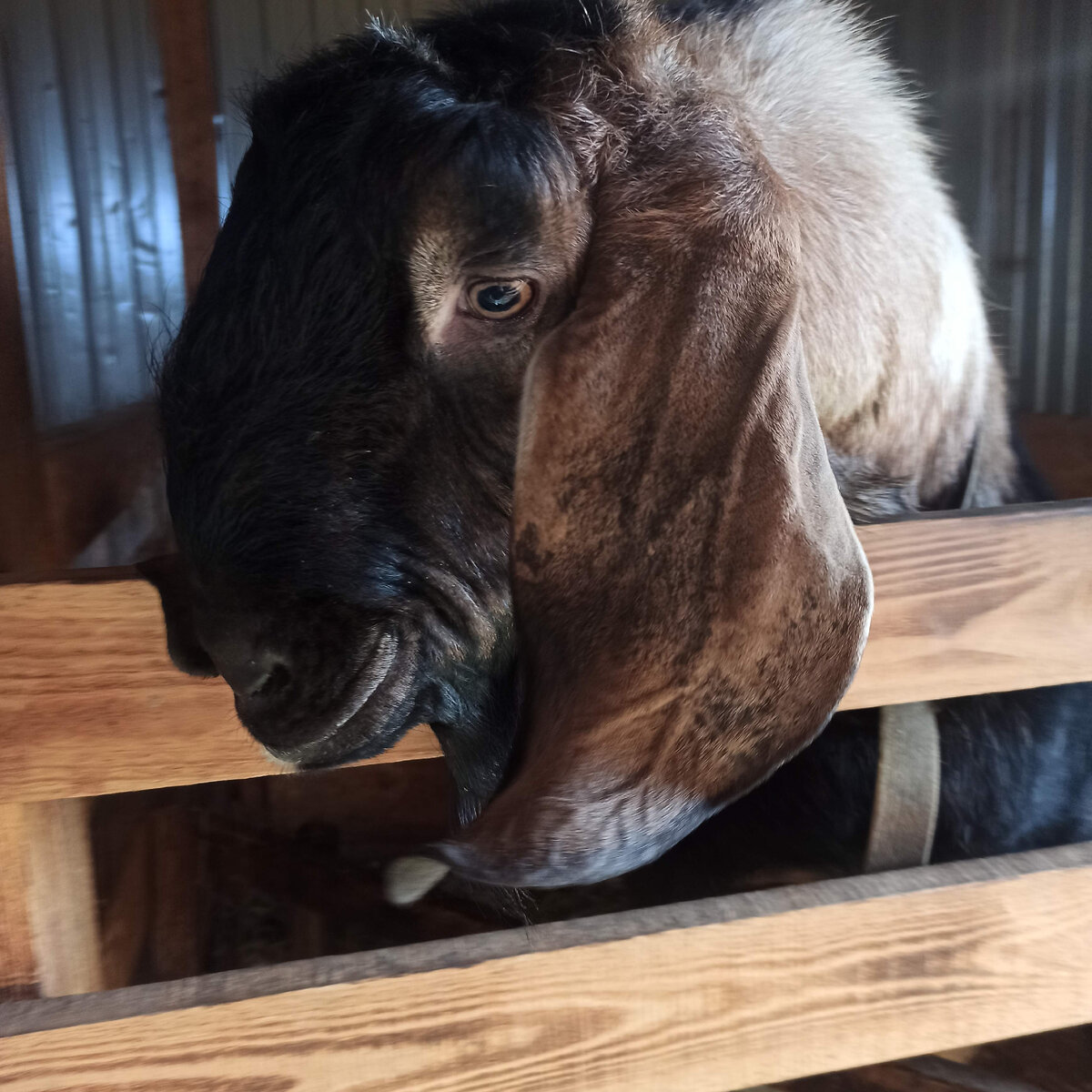 Это его красавчик папа, если честно я его испугалась, он огромный 