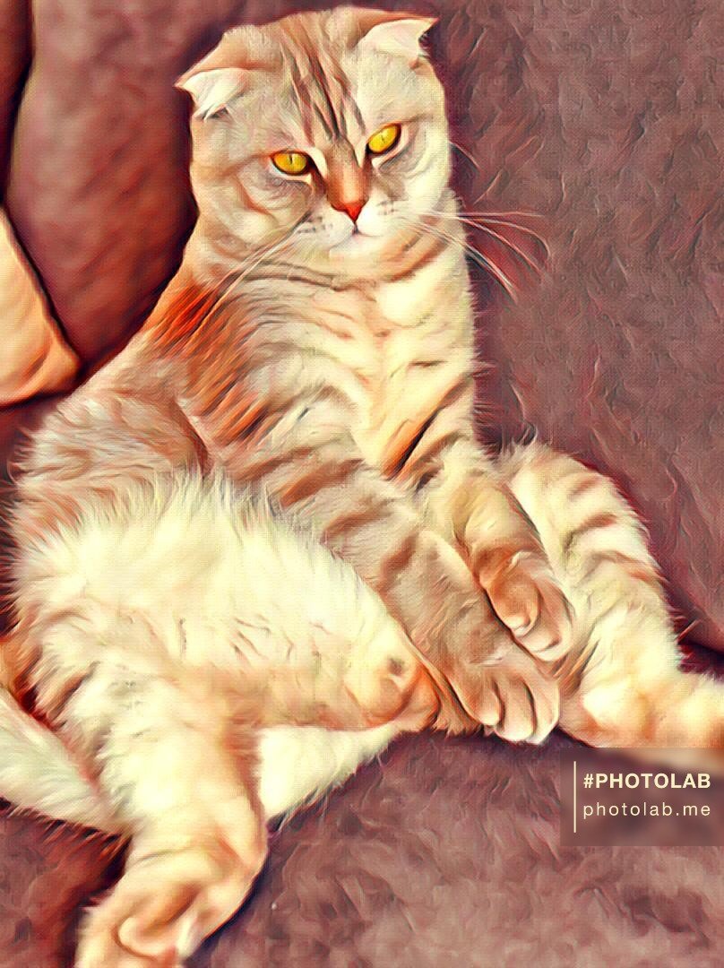 Мой любимый Скоттиш-фолд по имени Фёдор 